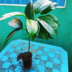 This is an image of Wall Creeper Plant Sapling placed on top of a table in front of green wall.