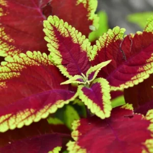 This is an image of Coleus Plant Sapling with multiple leaves.