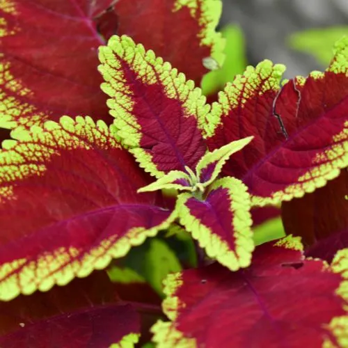 This is an image of Coleus Plant Sapling