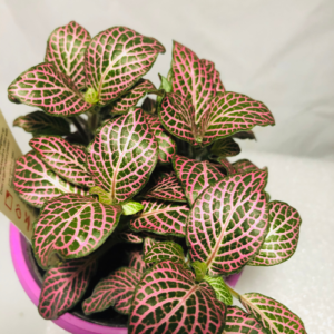 This is an image of Fittonia Red Sapling in a pink pot against a white background.