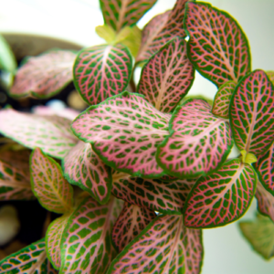 This is an image of multiple leaves of Fittonia Red Sapling against a blurred background.