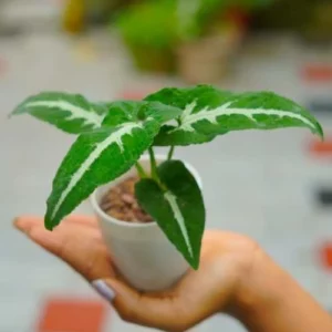 This is an image of a hand holding Syngonium Wendlandii Plant Sapling over a floor.