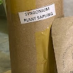 Syngonium Wendlandii Plant Sapling (1pc)