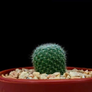 This is an image of Barrel Cactus plant planted in a pot and kept against a black background.