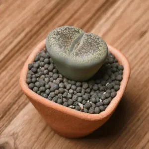 This is an image of Lithops Plant kept in pot over a wooden table.