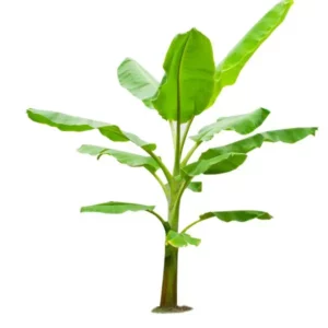 This is an image of Banana plant against a white background.