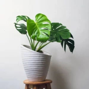 A white ceramic pot of Monstera Deliciosa Plant is kept over a table with white background.