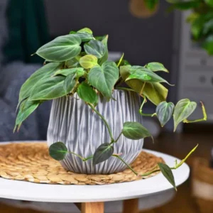 This is an image of Philodendron Oxycordia Micans Plant placed over a white table and a jute mat against the background of a room.