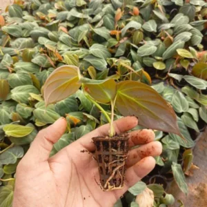 This is an image of a hand holding Oxycordia Micans plant sapling and many more saplings of the same could be seen in the background.