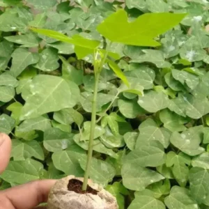 A hand holding Papaya Plant Sapling with similar saplings in the background.