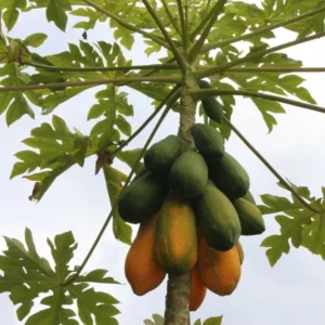 This is an image of a well grown Papaya Plant having multiple Papaya fruits.
