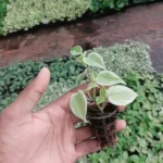 A hand holding peperomia creeper plant sapling against a green background