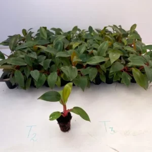 This is an image of a Philodendron Red plant sapling placed in front of many more saplings of the same plant.