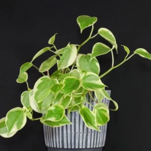 This is an image of Peperomia Creeper Plant against black color background.