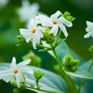 This is an image of Parijat Harsingar Plant with multiple flowers and flower buds.