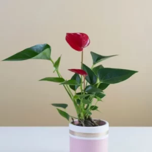 This is an image of Anthurium Red Plant Sapling planted in a pink pot kept on a table