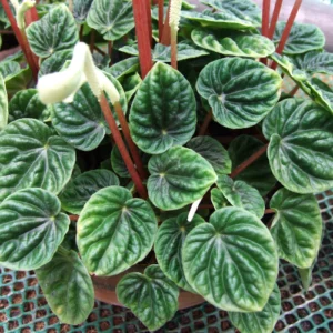 This is an image of multiple Peperomia caperata plant grown in pots.