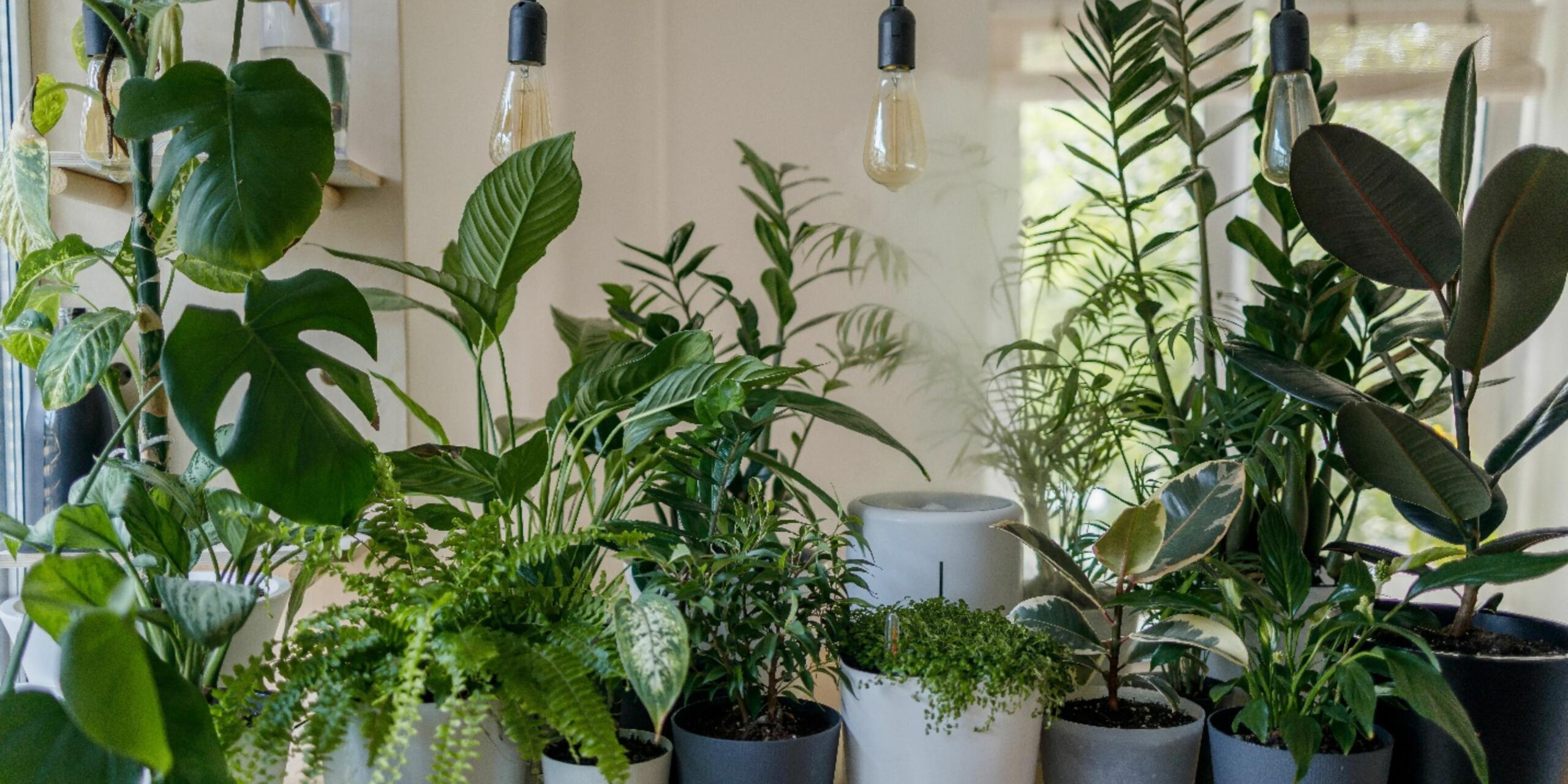 5 Best Indoor Plants To Buy In Winters