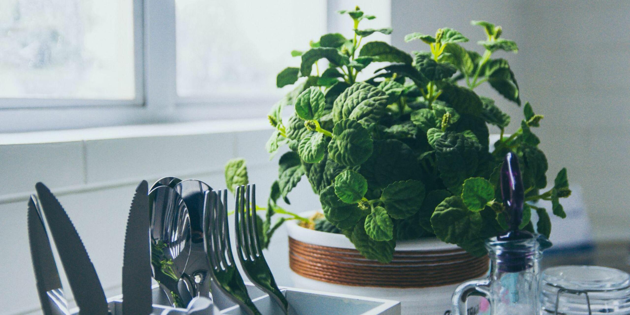 5 Best Kitchen Plants To Buy In Monsoon