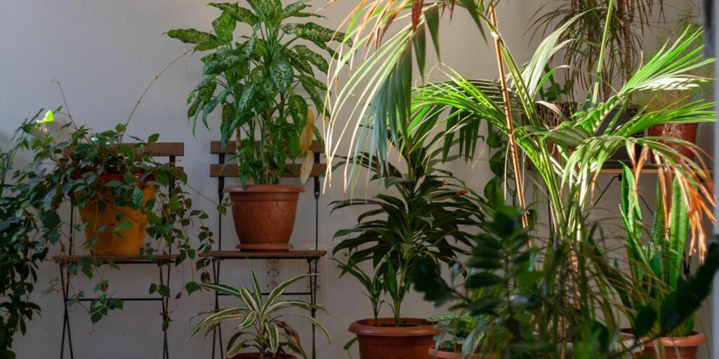 5 Best Vastu Plants To Buy In The Monsoon