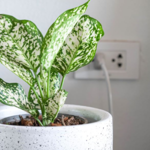 This is an image of Aglaonema Snow White plant in a white color pot kept in front of white color wall with a switch board fitted on the wall.