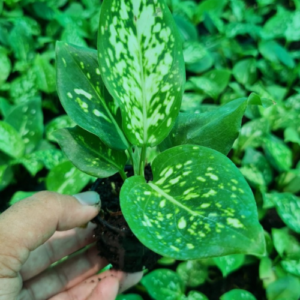 This is an image of hand holding Aglaonema Snow White Plant Sapling with similar saolings in the background.