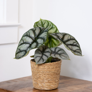 This is an image of Alocasia Silver Dragon plant in brown color pot kept on top of table.