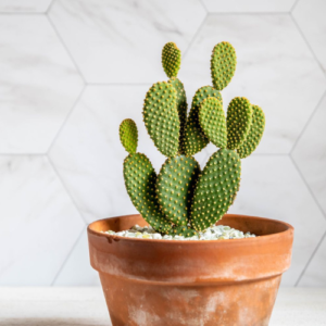 This is an image of a Bunny Ear Cactus plant planted in a pot kept against white color background.