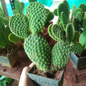 This is an image of a hand holding Bunny Ear Cactus plant with multiple Bunny Ear Cactus plants in the background.