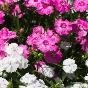 This is an image of Dianthus Mix Plant flowers of pink and white color with leaves in background.