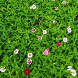 This is an image of Dianthus Mix Plant flowers of pink, red, and white colors with leaves in background.