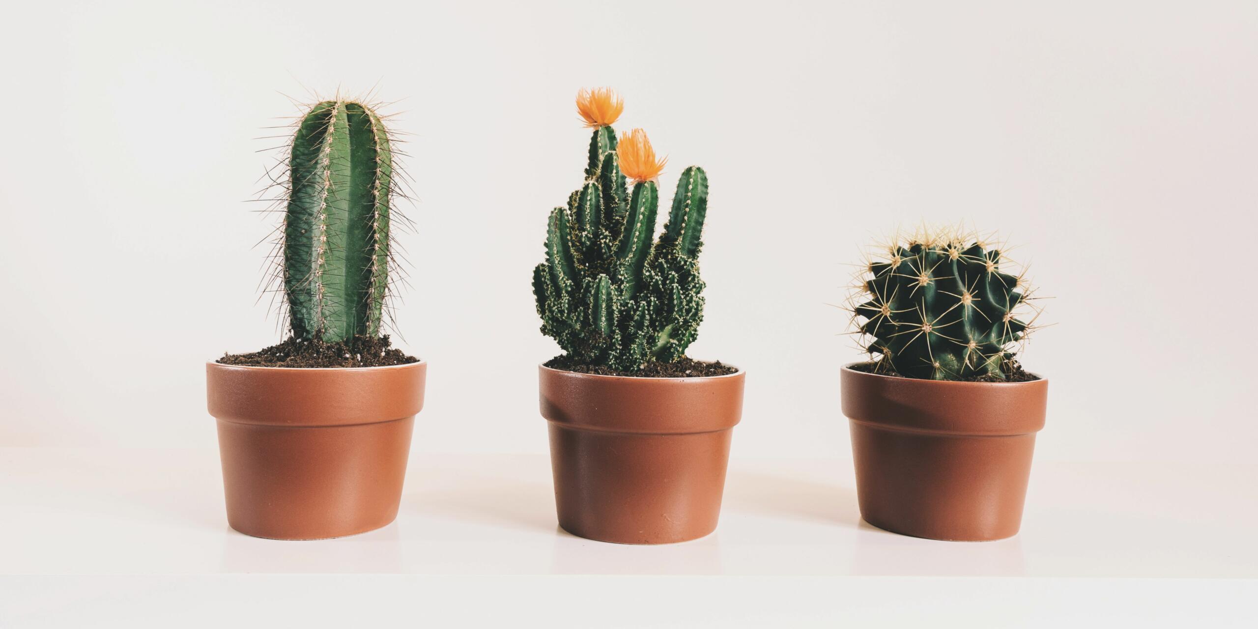 5 Best Cacti And Succulent Plants To Buy In Summer