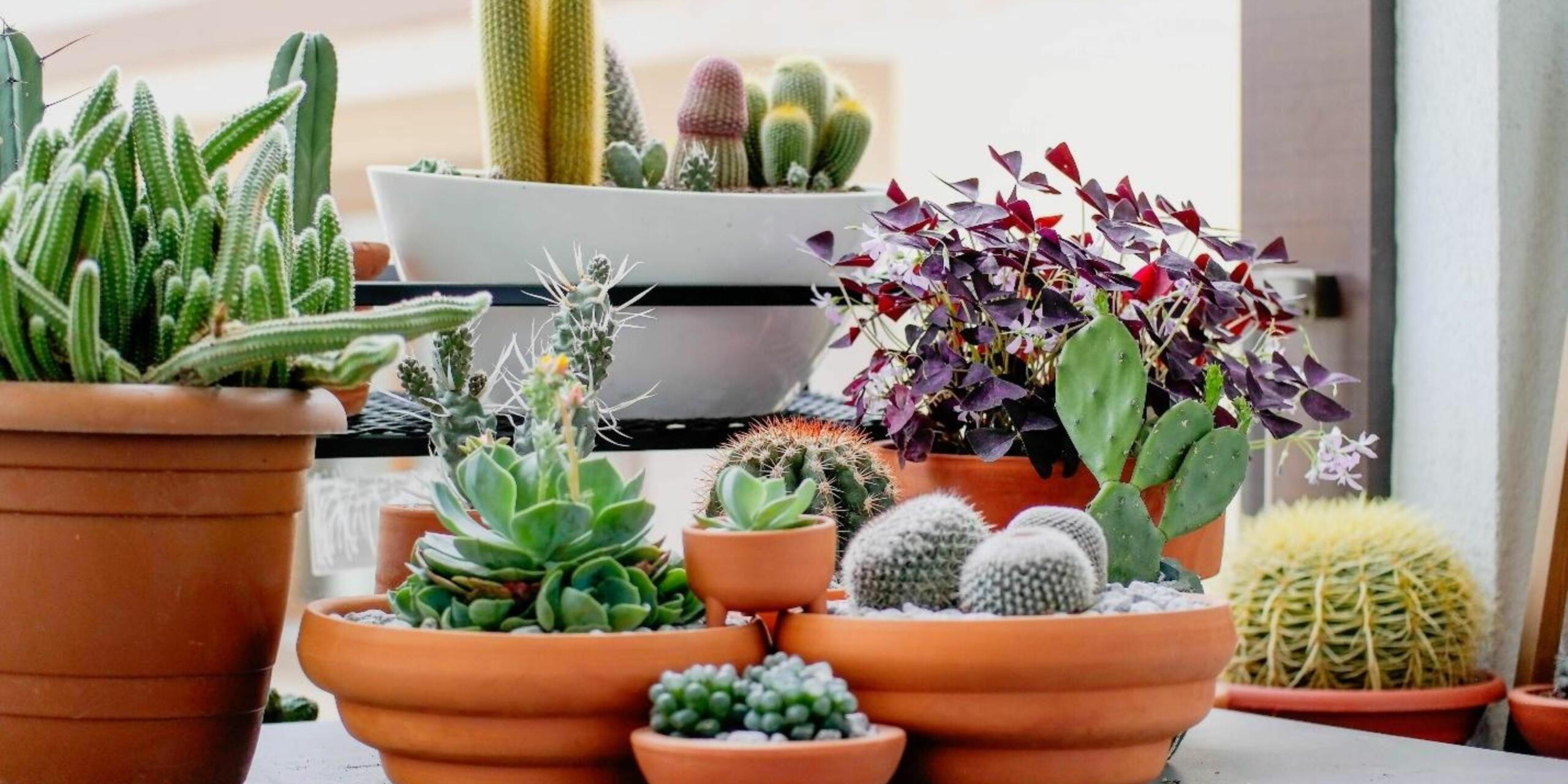 5 Best Cacti and Succulents to Buy in the Winters