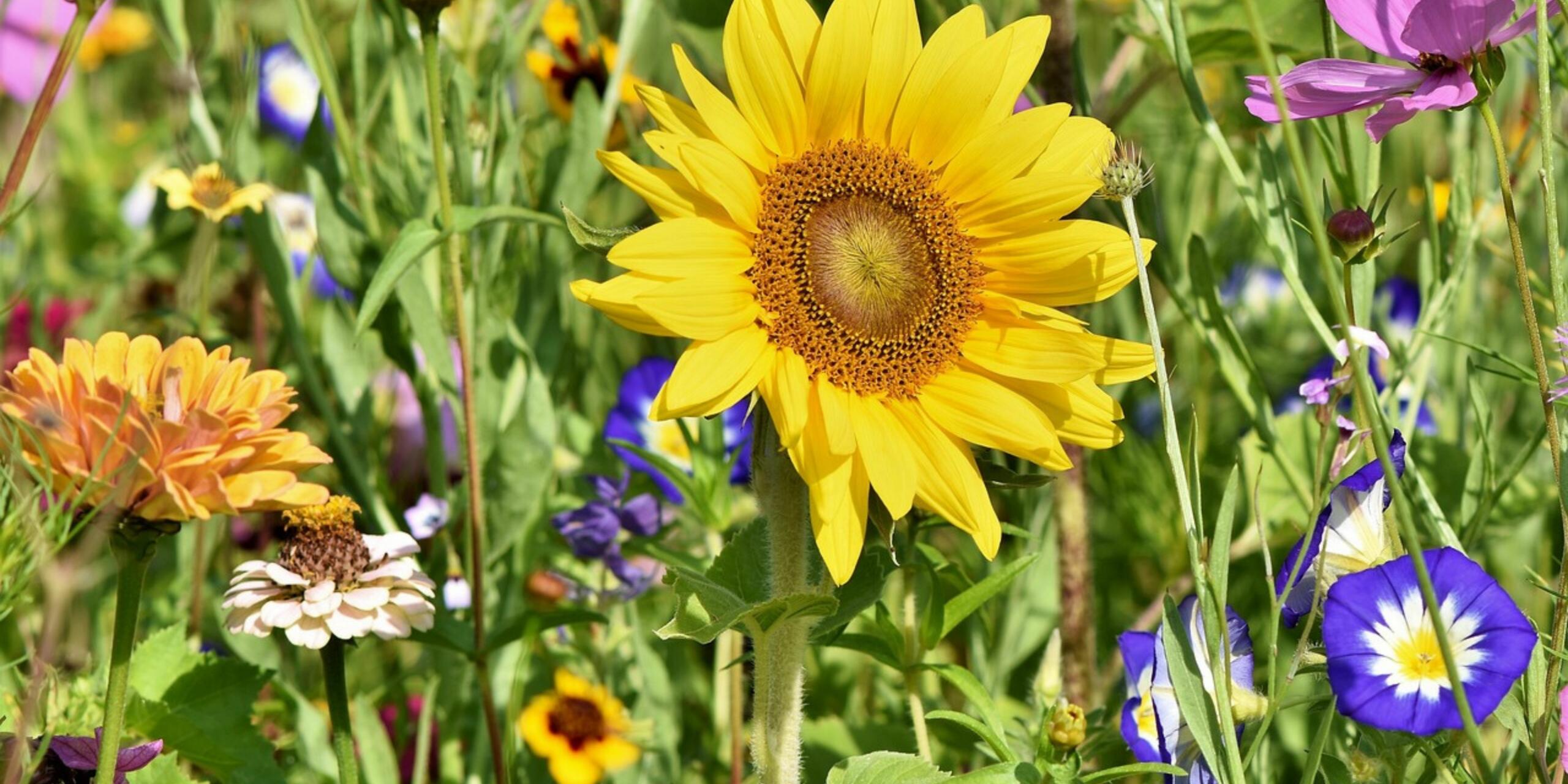 5 Best Flowering Plants To Buy In Summer