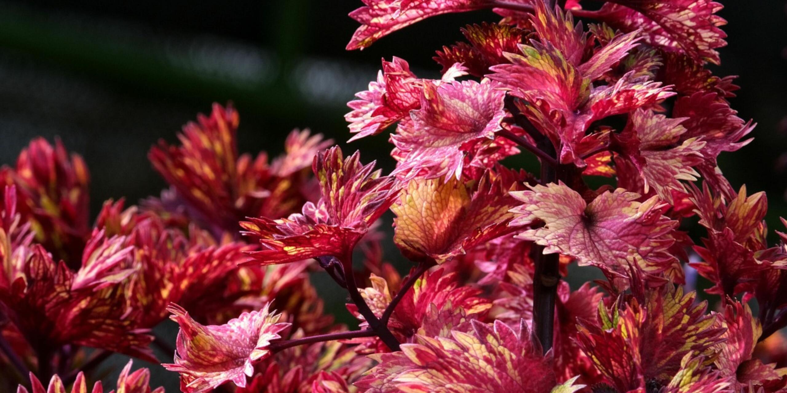 5 Best Foliage Plants To Buy In The Winter