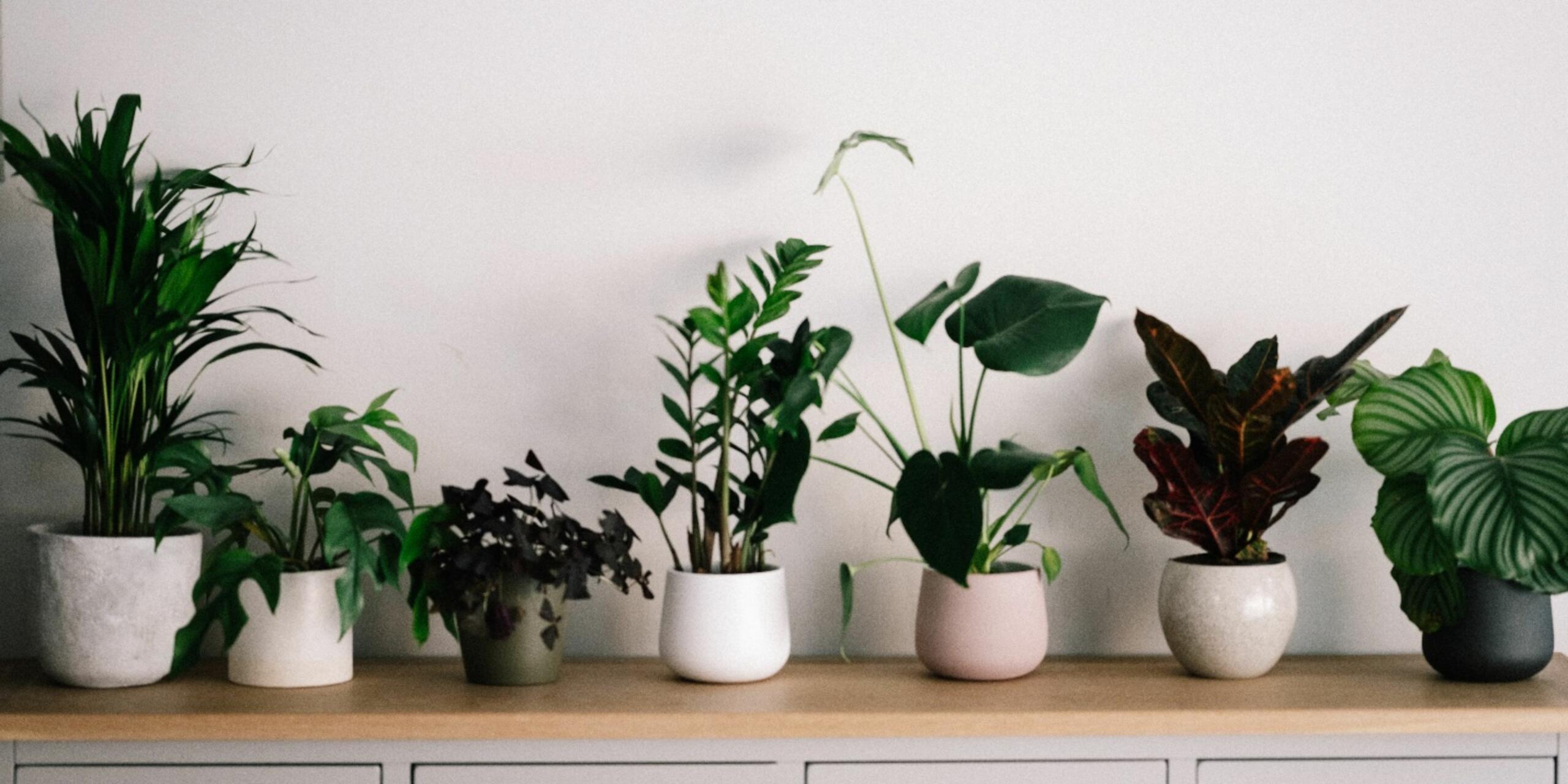 5 Best Indoor Plants To Buy In The Summers
