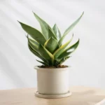 This is an image of Variegated Sanseveria Plant Sapling planted in a pot kept on a table