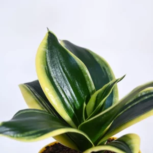 This is an image of Variegated Sansevieria Golden Plant planted in a pot kept against white color background.