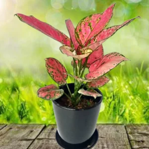 This is an image of Aglaonema Pink Valentine Plant planted in a pot kept on top of wooden table with greenery in background.