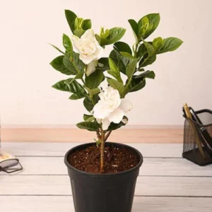 This is an image of Gardenia Ananta Plant planted in a pot kept against light color background.