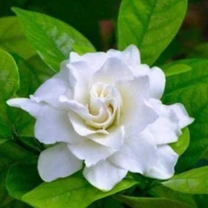 This is an image of Gardenia Ananta Plant Flower with leaves in background.