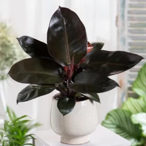 This is an image of Philodendron Black Cardinal Plant planted in a white color pot with plants in background.