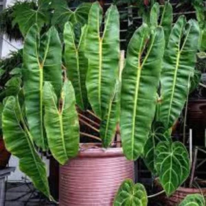 This is an image of Philodendron Billietiae Plant planted in pink color pot with other plants in background.