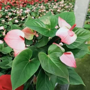 This is an image of Anthurium Pink Plant with varieties of plants in the background.