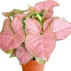 This is an image of Syngonium Pink Plant planted in a pot placed against white color background.
