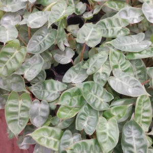This is an image of several Philodendron Billietiae Plant.
