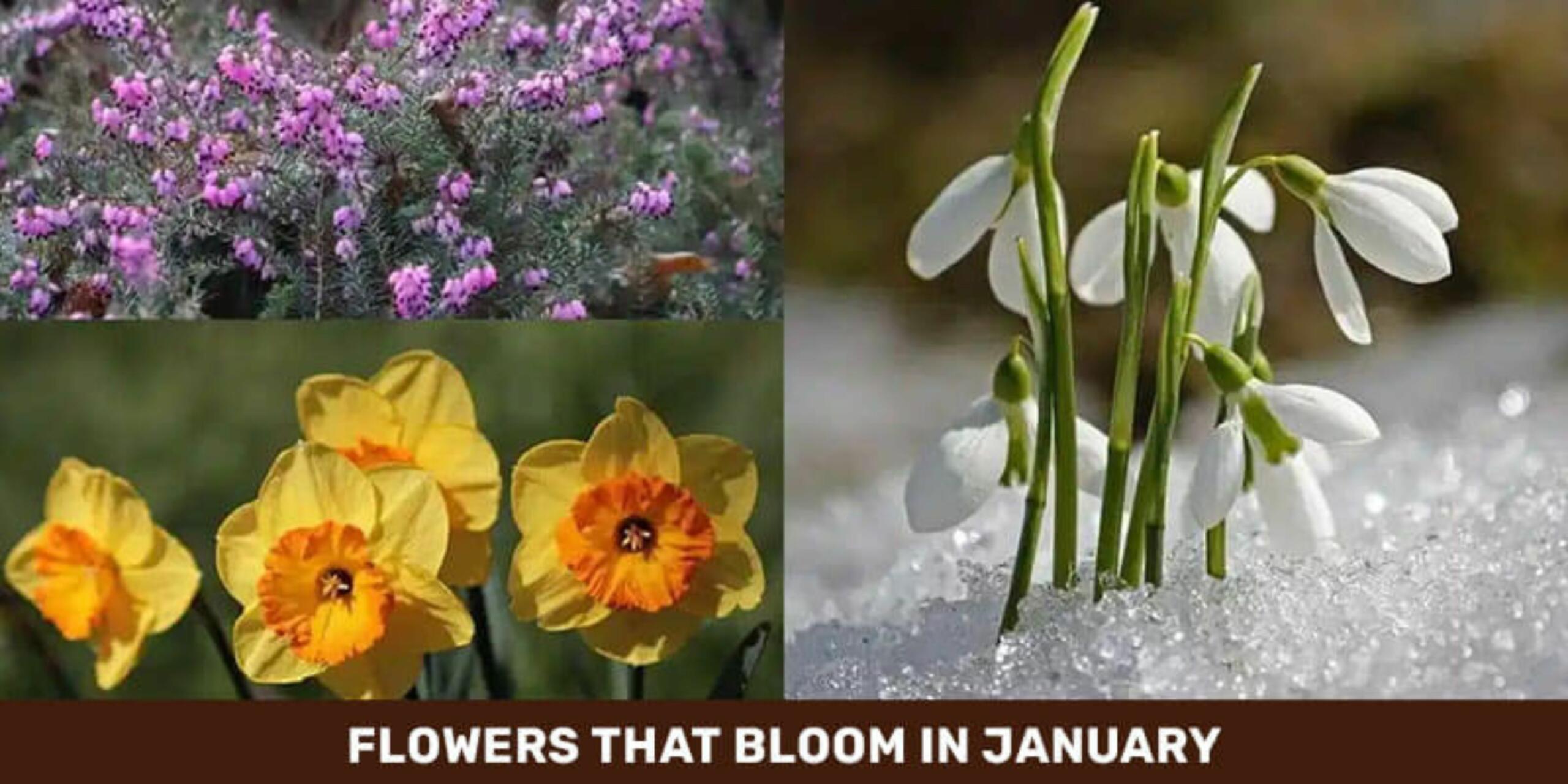5 Best Flowering Plants To Grow In January