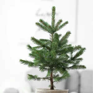 This is an image of a Christmas tree planted in a pot