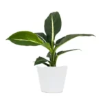 This is an image of Dieffenbachia Green Magic Plant Sapling