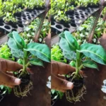 This is an image of a hand holding Dieffenbachia Green Magic Plant Sapling with similar saplings in the background.